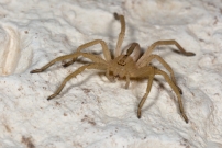 La Pisaure admirable. Un juvnile (Araneae - Pisauridae - Pisaura mirabilis)